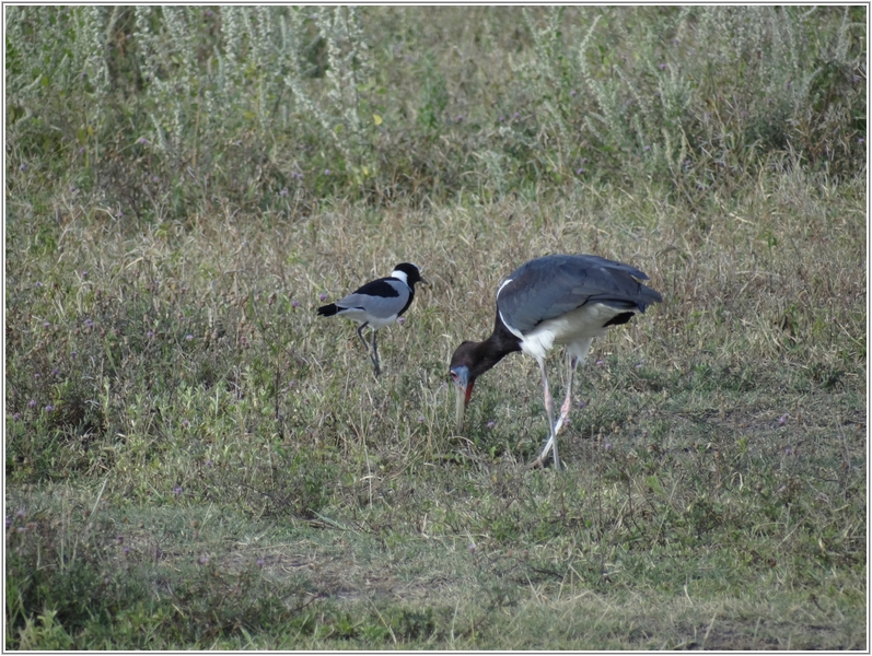 2012-02-21 08-34-00恩格龍格魯的野生動物.JPG